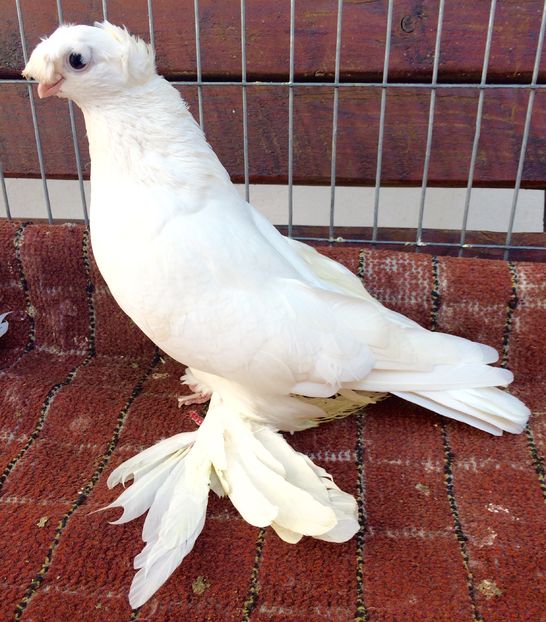 Femela - PORUMBEI VANDUTI 2018