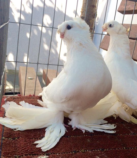 Mascul - PORUMBEI VANDUTI 2018