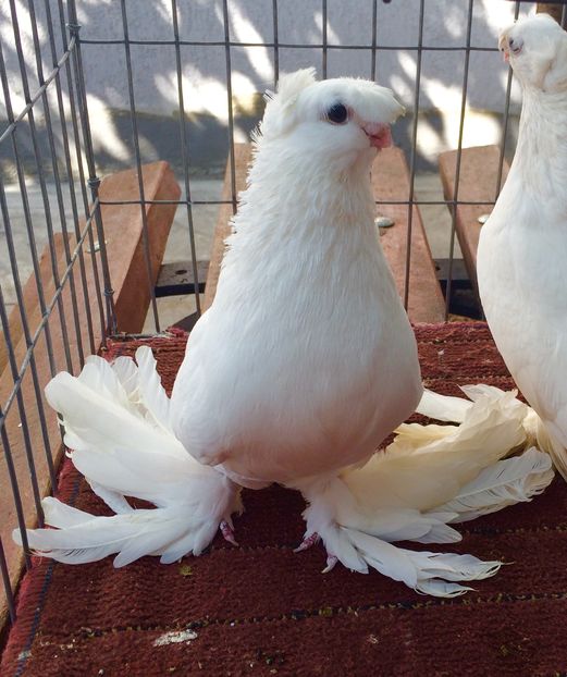 Femela - PORUMBEI VANDUTI 2018