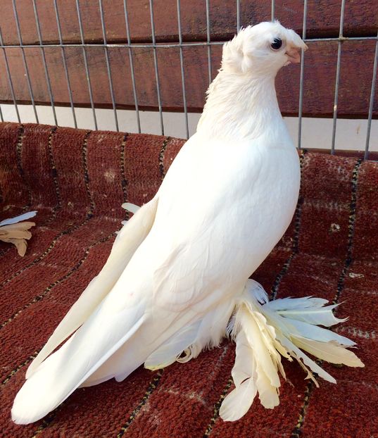 Femela - PORUMBEI VANDUTI 2018