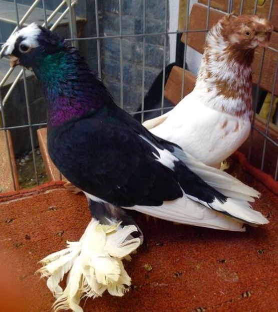 Pereche - PORUMBEI VANDUTI 2018