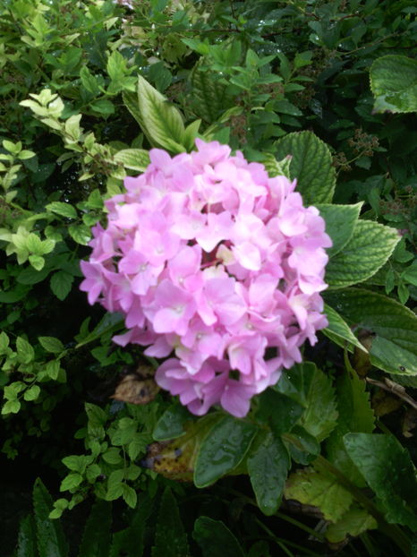  - 01-Flori din curtea mea 2016