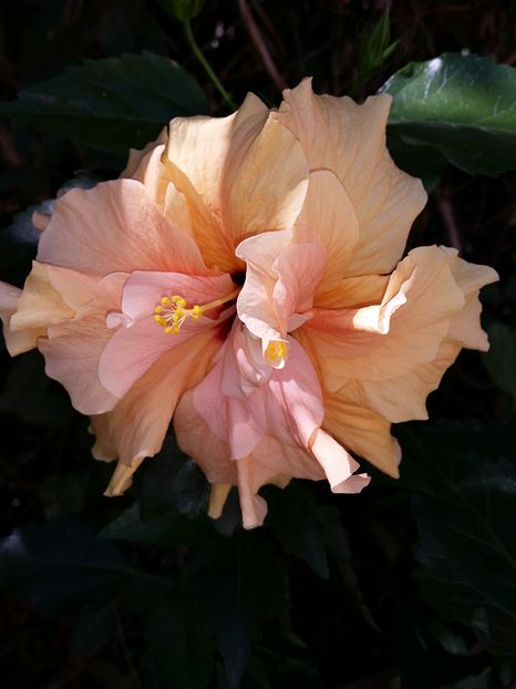 18 Sept. 2016 - hibiscus