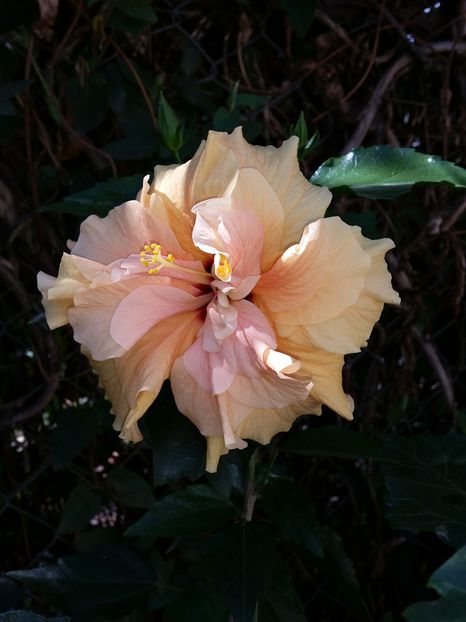  - hibiscus
