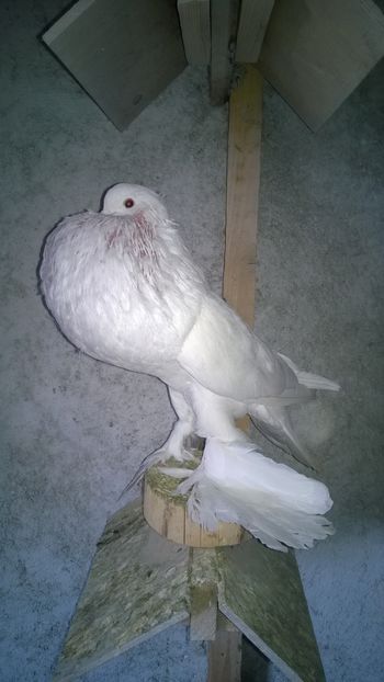 vandut