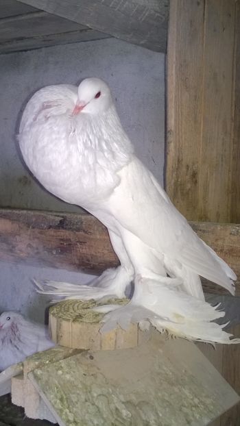 vandut
