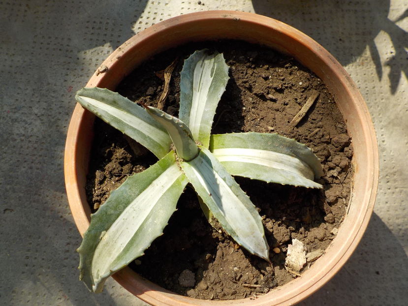 mediopicta - Genul Agave