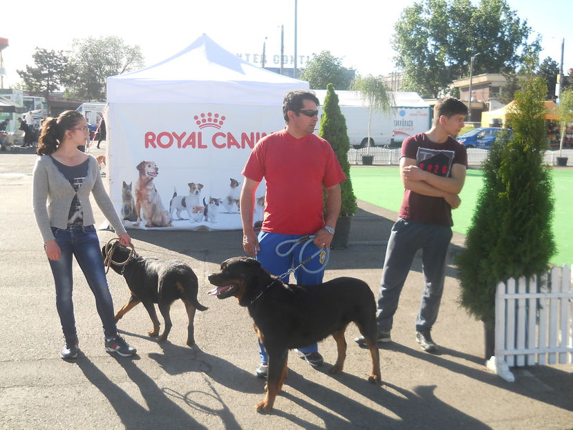 Copy (2) of DSCN5746 - Bucovina Dog Show 2016