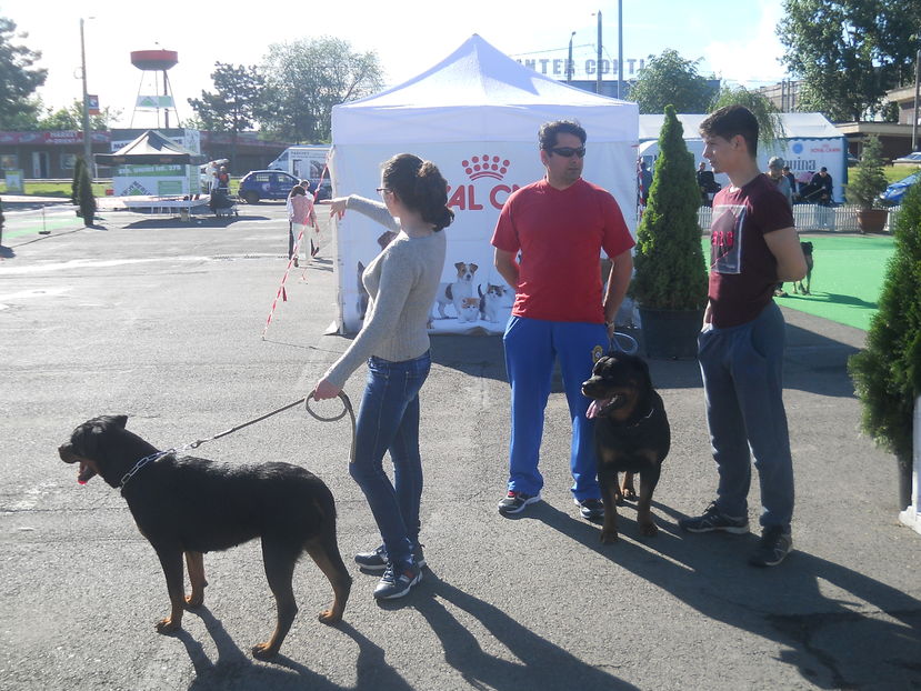 Copy (3) of DSCN5747 - Bucovina Dog Show 2016