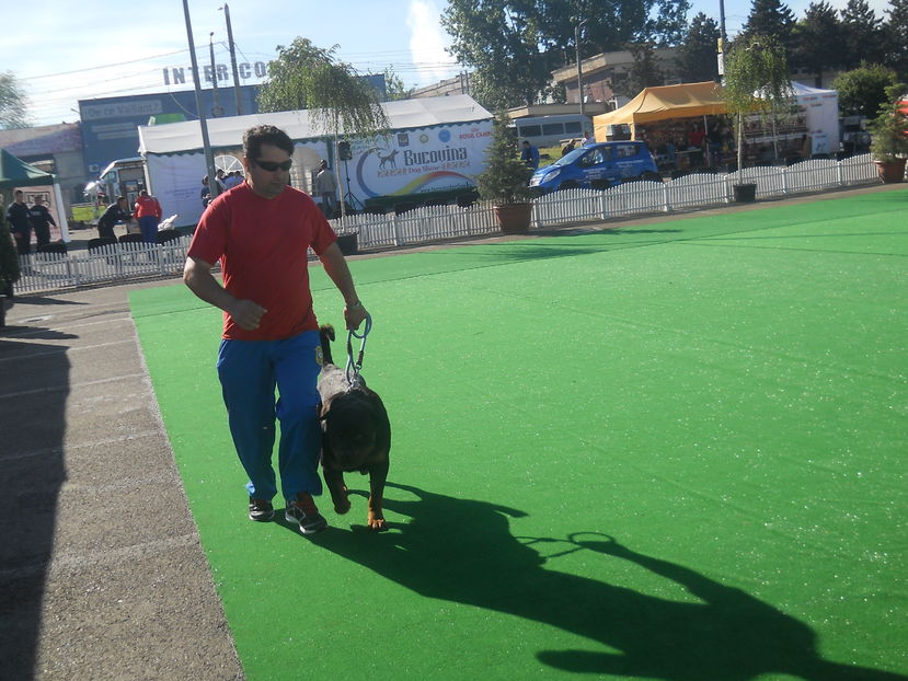 Copy (3) of DSCN5751 - Bucovina Dog Show 2016