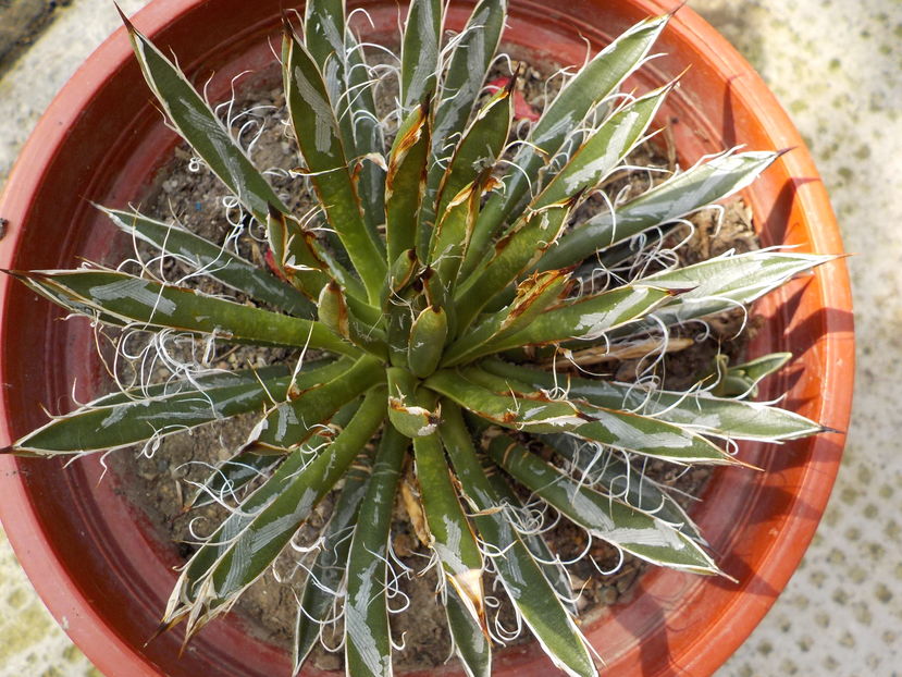 filifera schidigera - Genul Agave