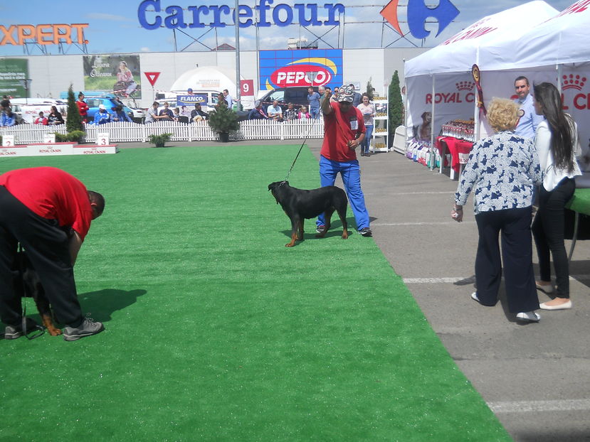  - Bucovina Dog Show 2016