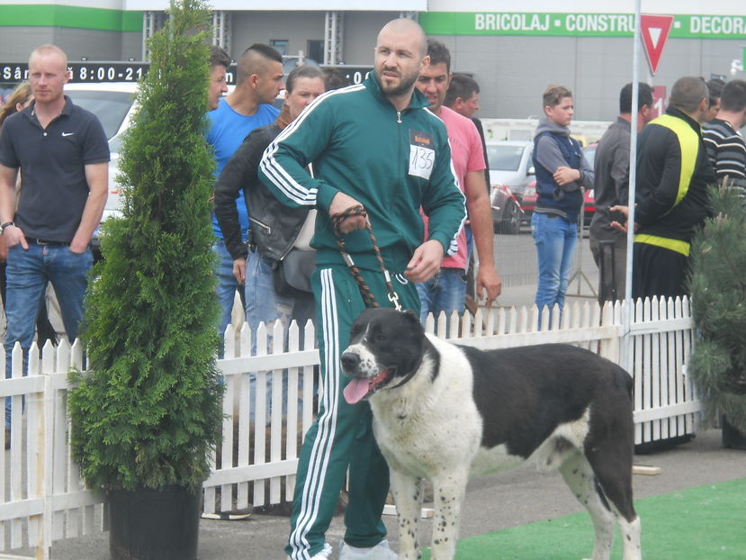  - Bucovina Dog Show 2016