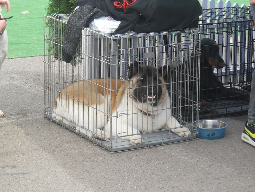  - Bucovina Dog Show 2016