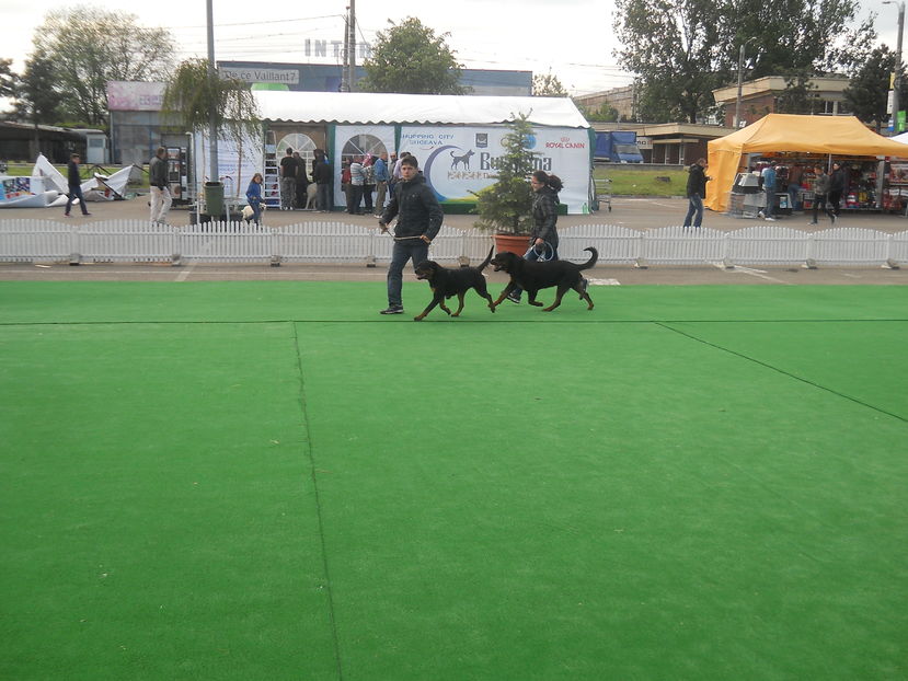  - Bucovina Dog Show 2016