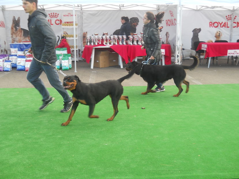  - Bucovina Dog Show 2016