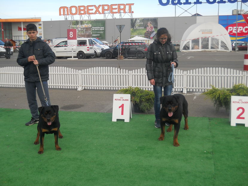  - Bucovina Dog Show 2016