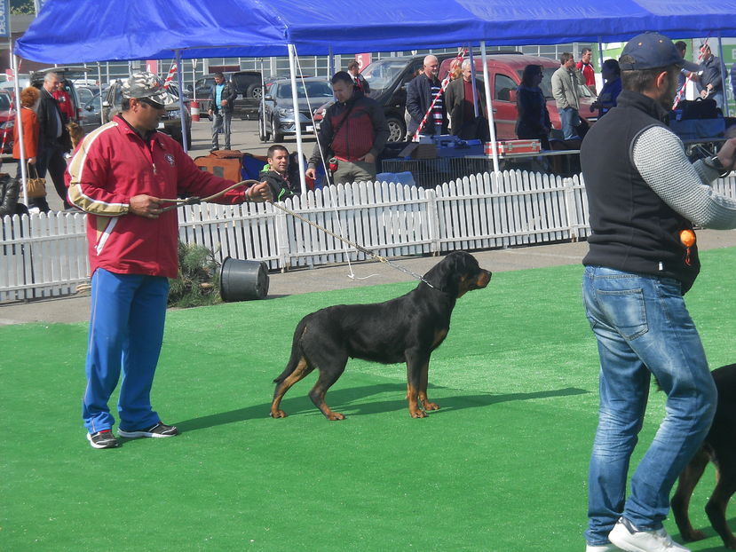 - Bucovina Dog Show 2016