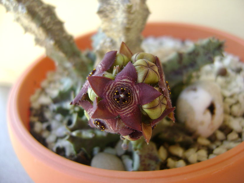 Caralluma europaea