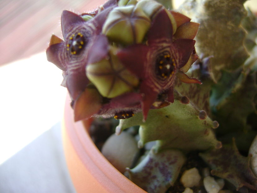 Caralluma europaea
