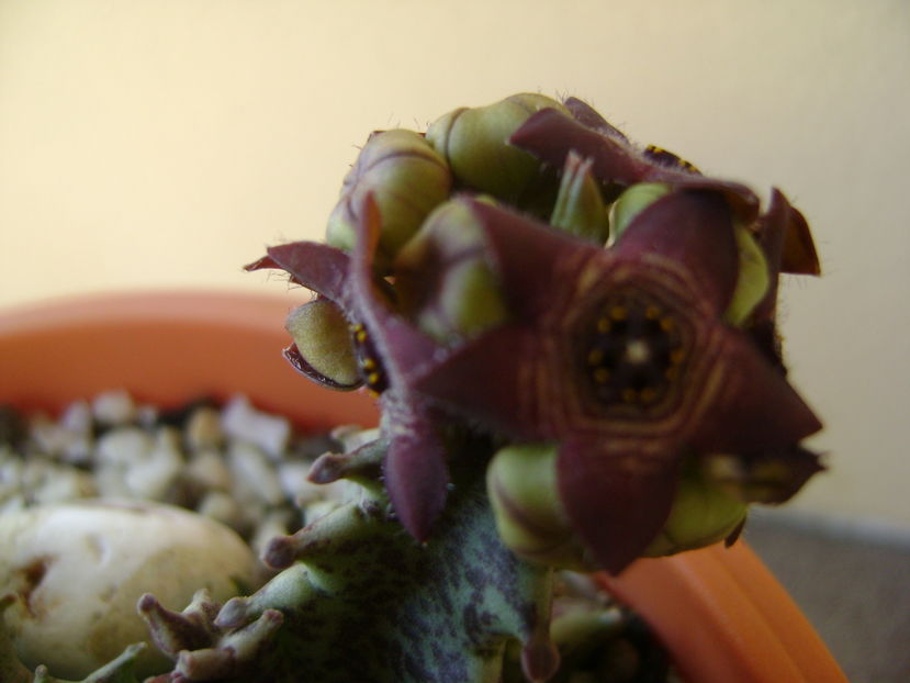 Caralluma europaea
