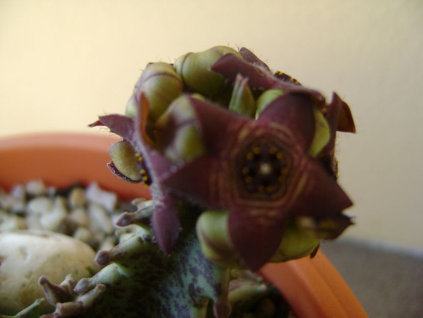 Caralluma europaea