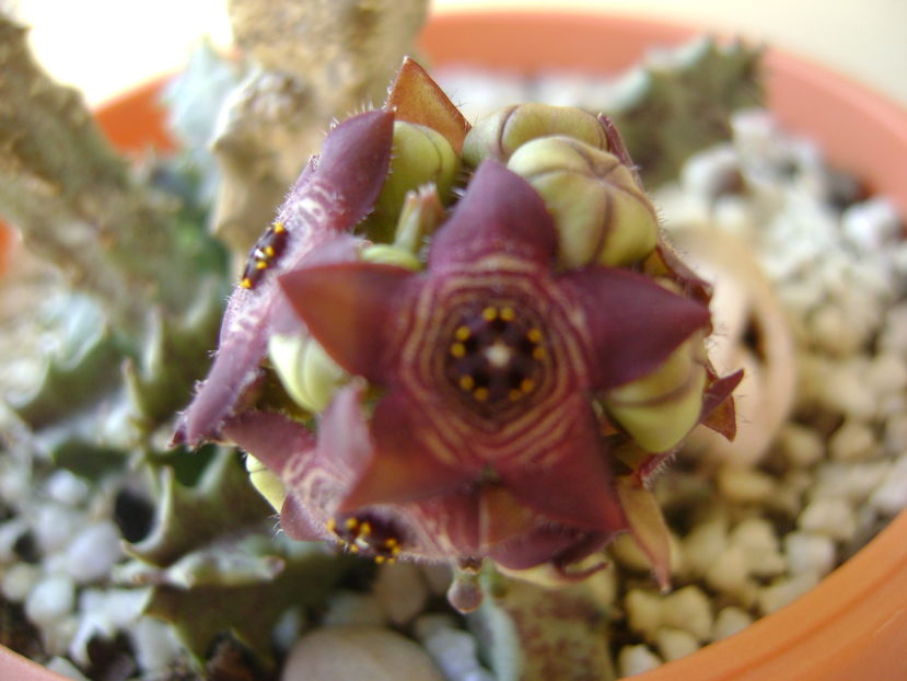 Caralluma europaea