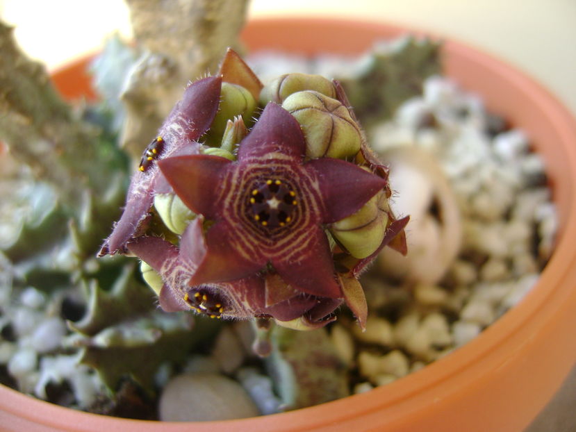 Caralluma europaea