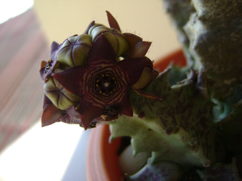 Caralluma europaea
