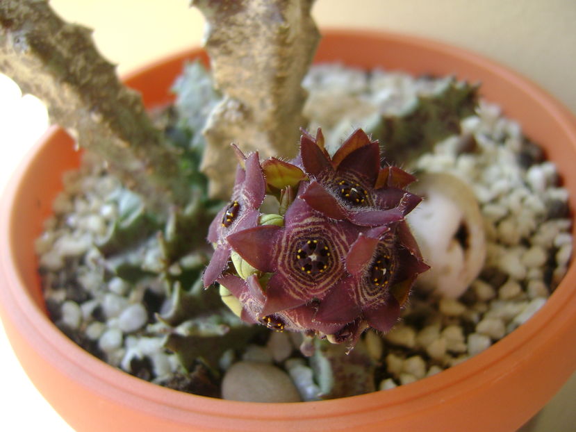 Caralluma europaea