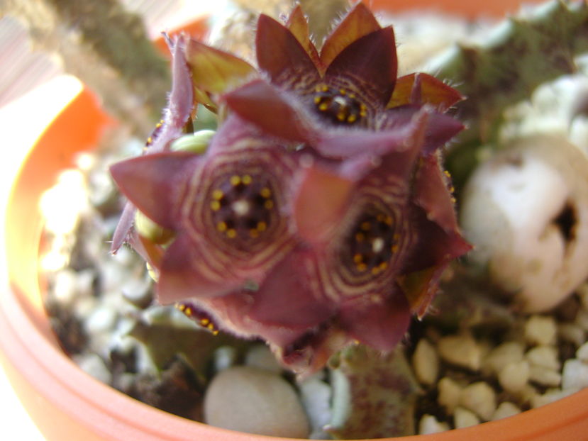 Caralluma europaea
