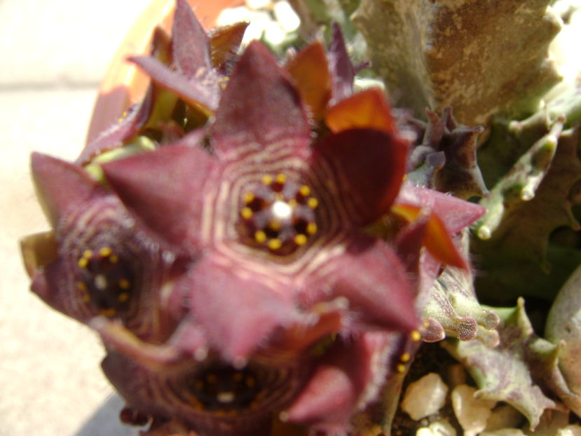Caralluma europaea
