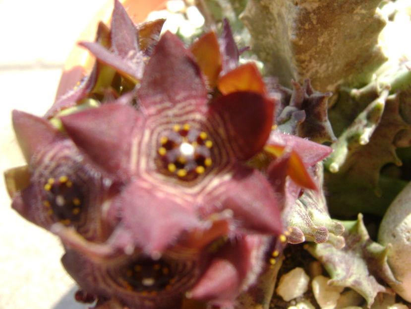 Caralluma europaea