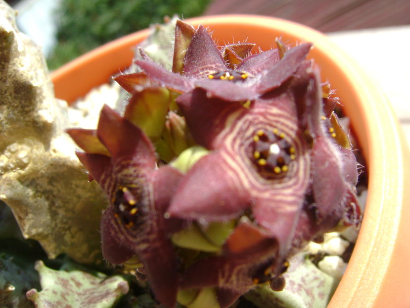 Caralluma europaea