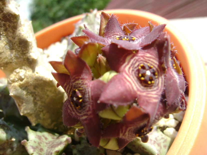 Caralluma europaea