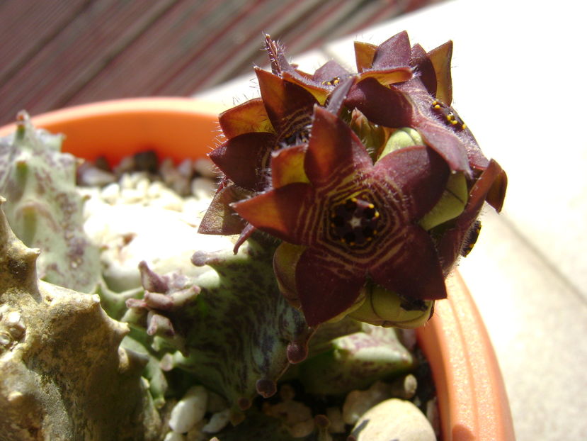 Caralluma europaea