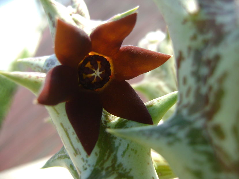 Orbea decaisneana hb.