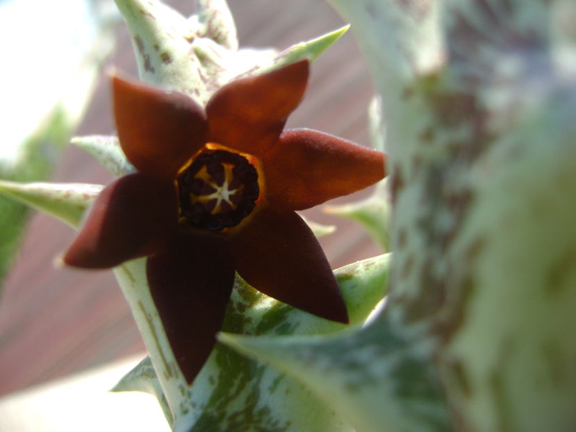Orbea decaisneana hb.