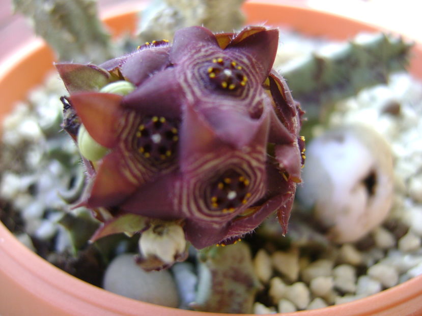 Caralluma europaea