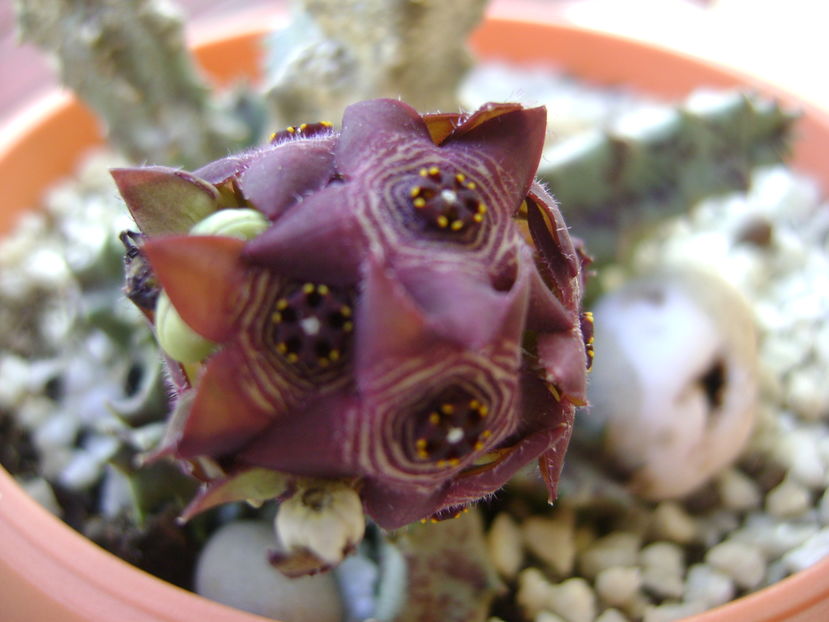 Caralluma europaea