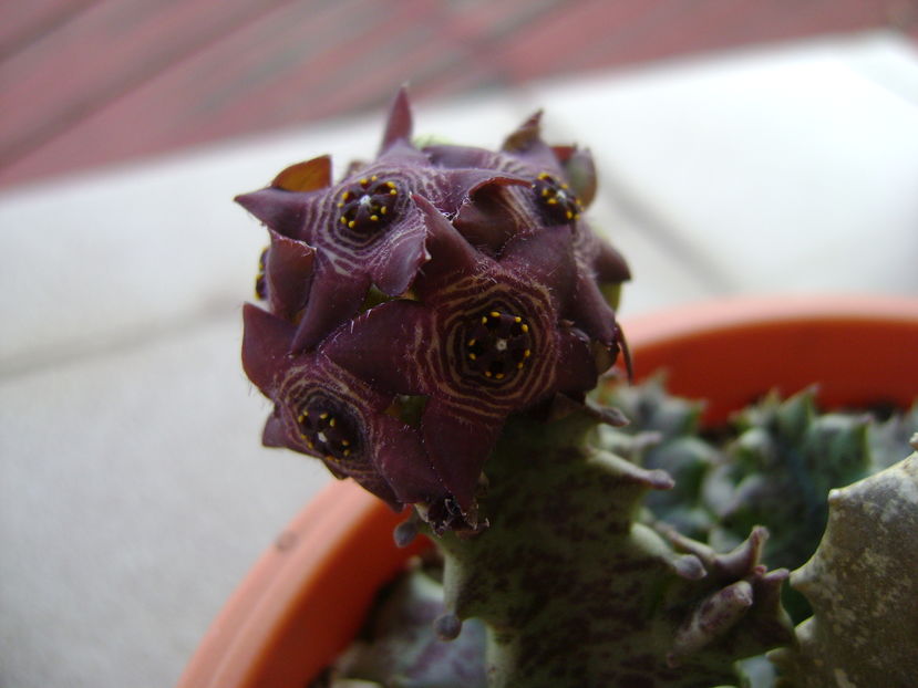 Caralluma europaea