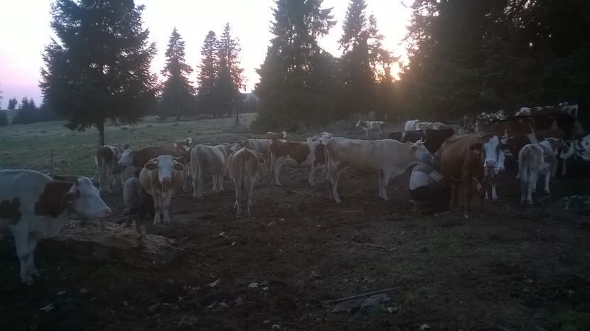  - Coboratul din munte cu vacile 2016