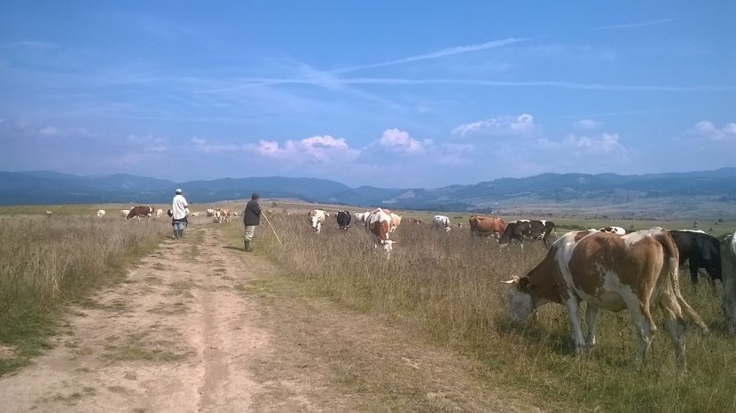  - Coboratul din munte cu vacile 2016