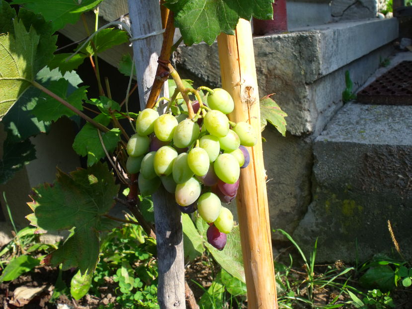 Strugurii nostrii tata-caprei - Coboratul din munte cu vacile 2016