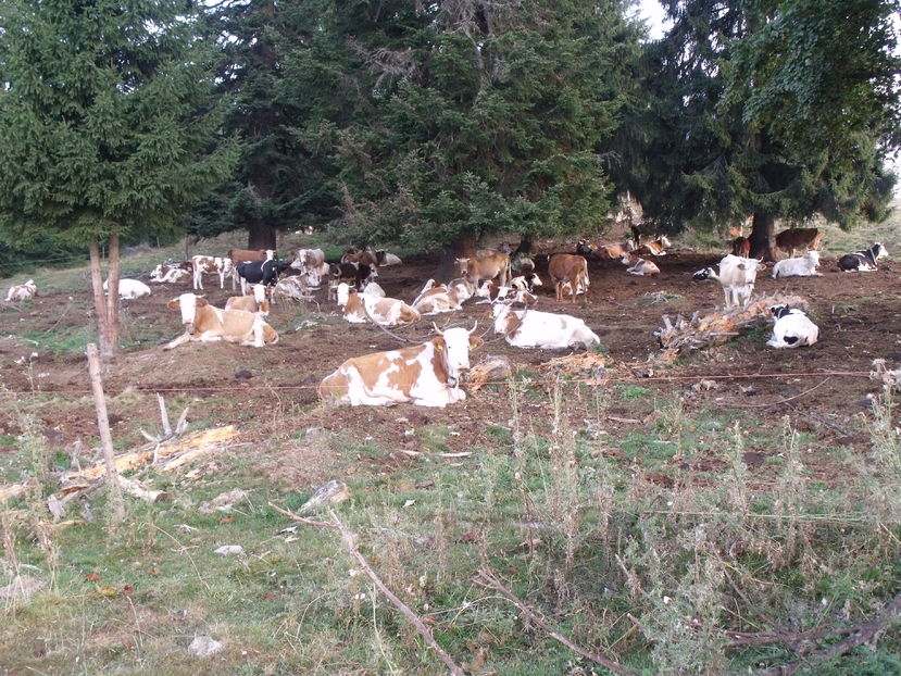  - Coboratul din munte cu vacile 2016