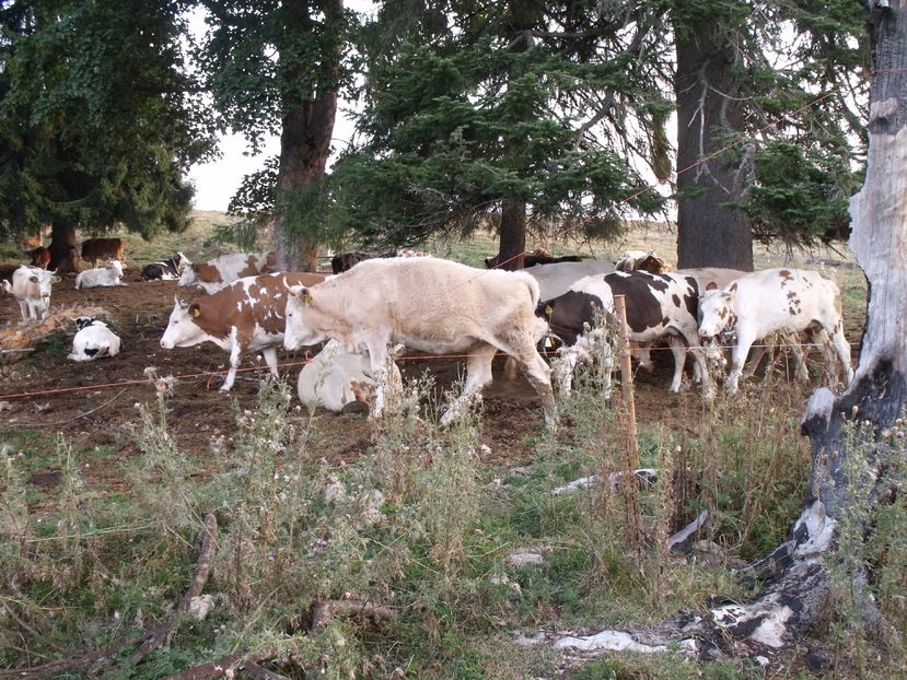  - Coboratul din munte cu vacile 2016