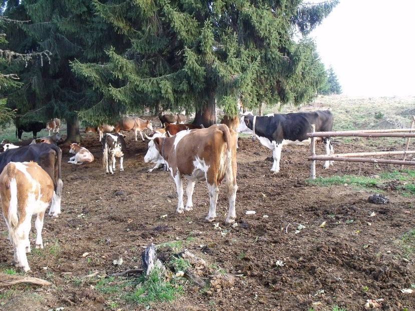  - Coboratul din munte cu vacile 2016