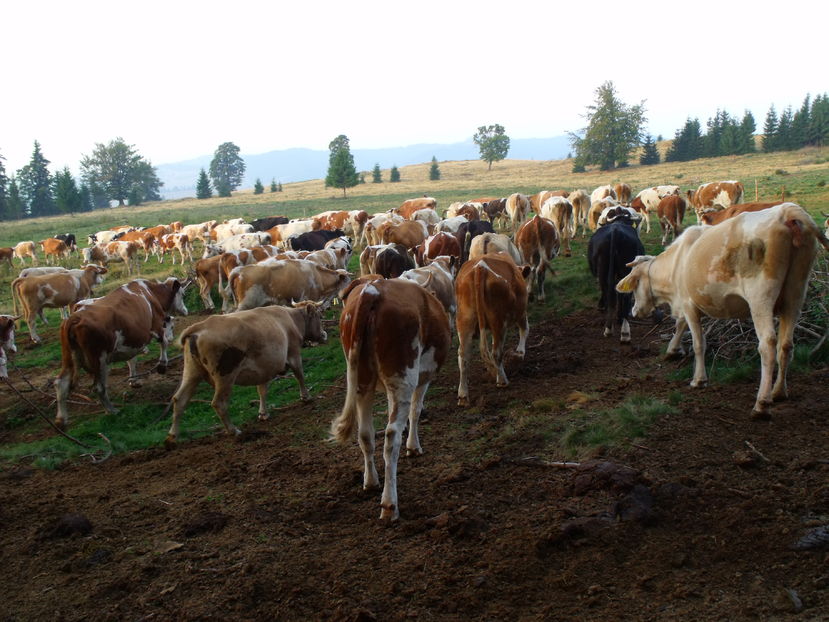  - Coboratul din munte cu vacile 2016