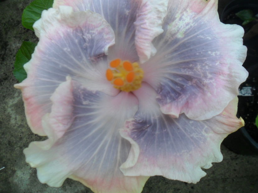 Tahitian Princess-victoria - 0000-colectia mea de hibiscusi