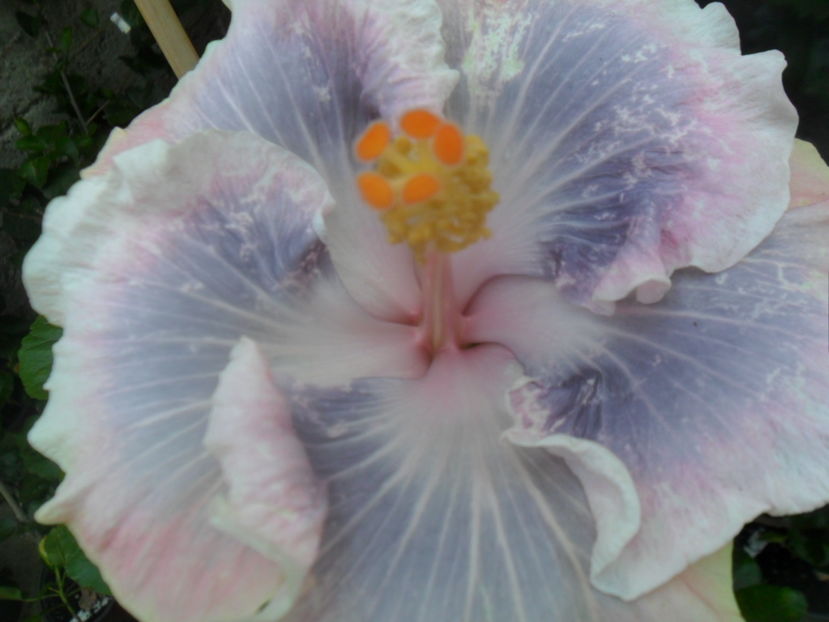 a 2 floare - Tahitian Princess